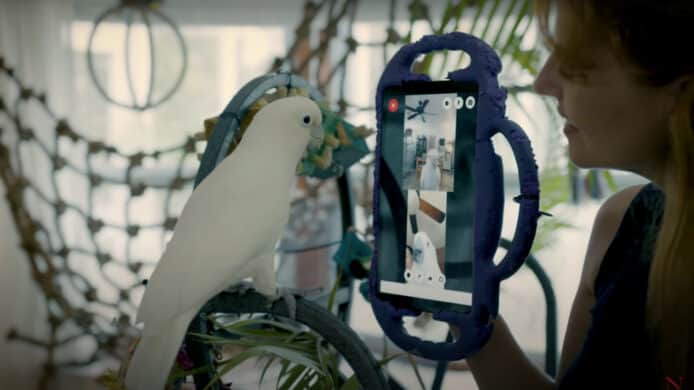 最新大學研究發現   鸚鵡能透過視像通話交朋友