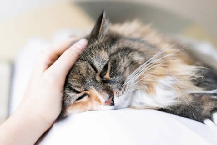 日公司發明貓疼痛檢測器    影一張相 AI 幫貓咪驗痛準確率達 90%