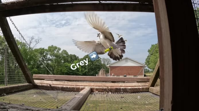 美國 YouTuber 測試   信鴿數據傳輸速度超越光纖網絡
