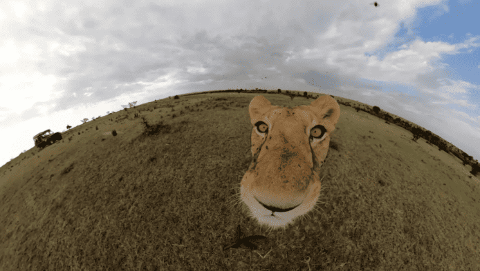 野生母獅叼走GoPro【有片睇】攝影師喜獲母獅珍貴自拍片段