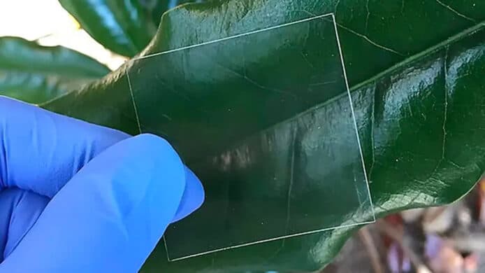 a transparent glass on top of a green leave
