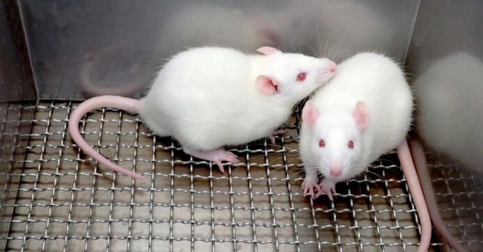 日本研究成功讓兩雄性老鼠繁殖　將皮膚細胞轉化授精