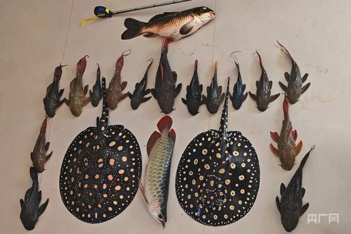 水族觀賞魚及兩隻圓形觀賞魚盤和多條魚.