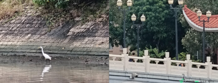 自然景觀與水邊鷺鳥 水邊白鷺在水面低頭尋找覓食.